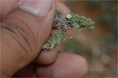 Heliotropium scabrum